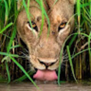 Meet your Posher, Liam